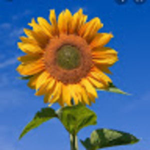 Meet your Posher, Harley